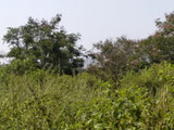 375 sq yards HUDA plot available in Nallagandla