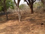 Plot for Sale 258 sq yards . HUDA Layout - Nallagandla